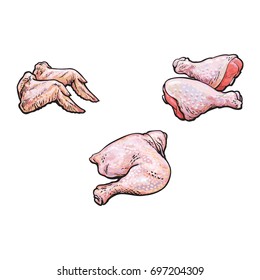 vector chicken wings thigh legs cartoon sketch illustration set. Isolated illustration on a white background Raw poultry cutted meat