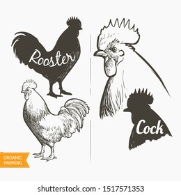 Vector chickens set. Hen and Rooster. Black and white silhouette and engraving sketch. Male and female chickens head. Vintage realistic illustration.