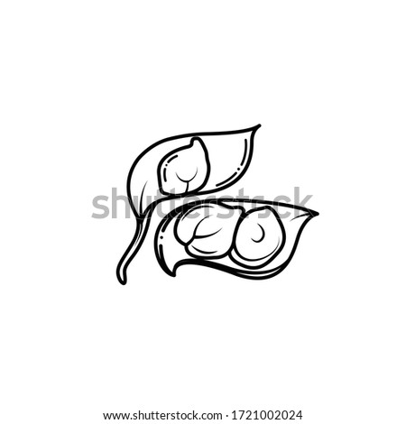 Vector chickpea drawing with black strokes on white background