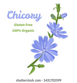 Vector chicory flower isolated on white background. Illustration of a flowering branch of a medicinal plant in a cartoon flat style.