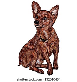The vector of Chihuahua