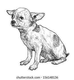 The vector of chihuahua on sitting pose