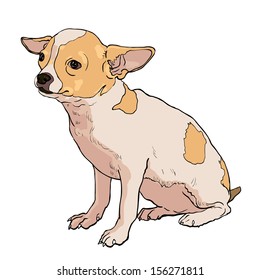 The vector of chihuahua on sitting pose