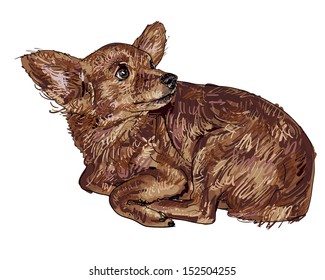 The vector of chihuahua that looking back at something