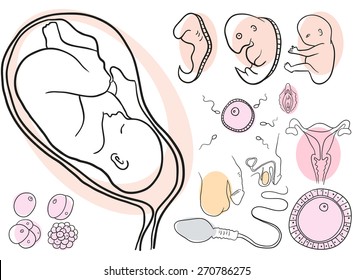 Vector childbearing, conception and pregnancy collection set