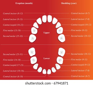 Vector children dental chart.