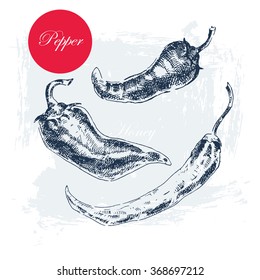 vector chili pepper hand drawing collection in vintage style