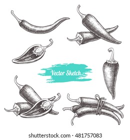 Vector chilli hand drawn sketch. Sketch vector  food illustration. Vintage style