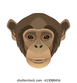 Vector chimpanzee face, portrait wild animal, zoo icon, isolated on white background