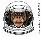Vector chimpanzee portrait. Ape head, monkey face. Astronaut animal. Vector portrait. Cosmos and Spaceman. Space illustration about travel to the moon. Funny science hand drawn illustration.
