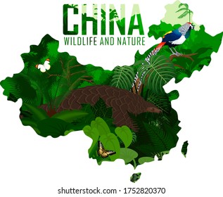 vector china map with Pangolin and diamond pheasant 
