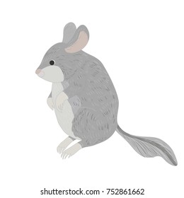 vector of chinchilla .Cartoon style