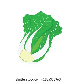 vector chinese cabbage or chinese cabbage illustration