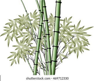 vector Chinese painting bamboo