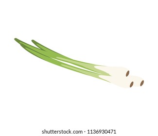 Vector chive illustration isolated in cartoon style. Herbs and Species Series