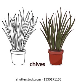 Vector chives illustration. Chives plant in pot isolated on white background. Hand drawn kitchen garden herbs and plants coloring template