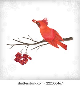Vector Christmas card with bird waxwing, Rowan berry tree branch