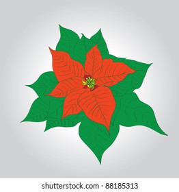 Vector christmas poinsettia isolated on a white background
