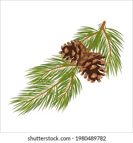 Vector Christmas tree branches with cones. Green lush spruce branch. Pine branches. Isolated illustration in vector format.