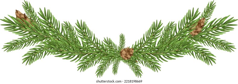 Vector Christmas tree branches on a white background. A beautiful design element for a website