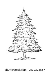 Vector árbol de Navidad aislado sobre fondo blanco. Dibujado a mano boceto de ilustración. Navidades y diseño de Año Nuevo. Árbol de bosque salvaje. Gráficos en blanco y negro de Vector, estilo realista.