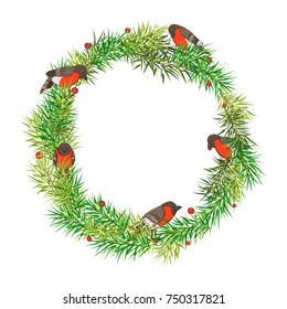 Vector Christmas wreath decorated with colorful bullfinches isolated on white background. Festive fir tree brunches with birds. New year themed illustration good for cards, flyers, winter decoration 
