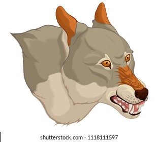 Vector chromatic head of a grinning gray wolf, laid his ears back. Angry roaring predator of the Canidae family ready for attack. Decoration element for the hunting club.