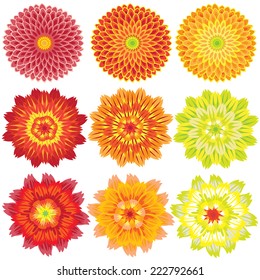 Vector chrysanthemum and dahlia.