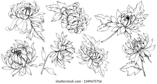 Vector Chrysanthemum floral botanical flowers. Wild spring leaf wildflower isolated. Black and white engraved ink art. Isolated flower illustration element.
