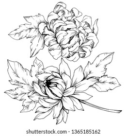 Vector Chrysanthemum floral botanical flowers. Wild spring leaf wildflower isolated. Black and white engraved ink art. Isolated flower illustration element.