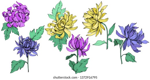 Vector Chrysanthemum floral botanical flowers. Wild spring leaf wildflower isolated. Engraved ink art. Isolated flower illustration element.