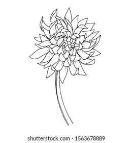 Vector Chrysanthemum floral botanical flowers. Wild spring leaf wildflower isolated. Black and white engraved ink art. Isolated flower illustration element.
