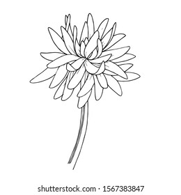 Vector Chrysanthemum floral botanical flowers. Wild spring leaf wildflower isolated. Black and white engraved ink art. Isolated flower illustration element.
