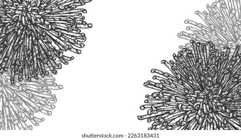 Vector Chrysanthemum flower background. Black and white engraved style botanical floral frame drawing. Hand drawn illustration backdrop. Highly detailed line art. Copy space