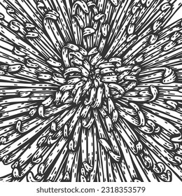 Vektor Chrysanthemum floraler Hintergrund. Botanische Blumenzeichnung im Schwarz-Weiß-Stil. Handgezeichneter Hintergrund. Sehr detaillierte Line Art.