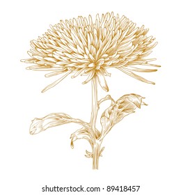 Vector chrysanthemum flower in vintage engraving style.