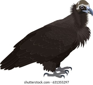 vector Cinereous vulture (Aegypius monachus), also known as the the Eurasian black vulture or monk vulture. Wildlife animal.