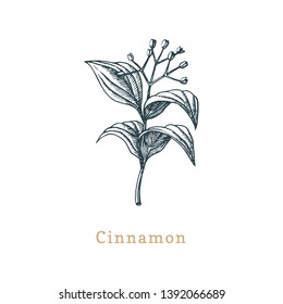 Vector Cinnamon sketch. Drawn spice herb in engraving style. Botanical illustration of organic, eco plant. Used for farm sticker, shop label etc.