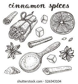 Vector Cinnamon spices.Vinyage hand drawn Doodle Outline. Sketch, Illustration. Oranges,star anise,cinnamon,sugar. Cafe ,spice shop,menu.Seeds and spices. Organic and fresh cooking background