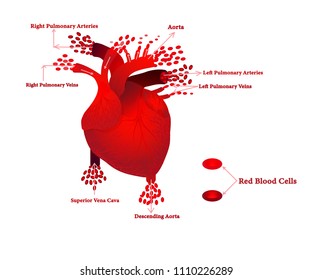 Vector of circulatory blood system in real human heart  isolated on white background.