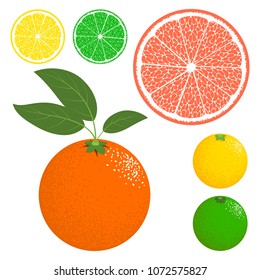 Vector Citrus Fruits Icon Collection. Orange, Grapefruit, Lemon, Lime. Stylized Orange Isolated in Hipster Style. Delicious Citrus Fruit for Banner, Template, Illustration, Advertizing, Card.