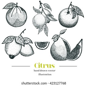 Vector citrus fruits set.?ollection includes-lemon, grapefruit, pomelo, orange, lime.Set  isolated on the white background. Great for a package of citrus and packing box.