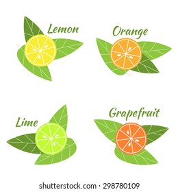 Vector citrus fruits orange, lime, grapefruit and lemon illustation