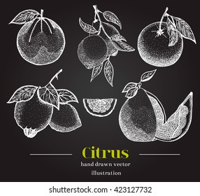Vector citrus fruits set. Collection includes-lemon, grapefruit, pomelo, orange, lime.Set of fruits isolated on the black background. Great for a package of citrus and packing box.