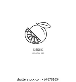 Vector citrus icon in trendy linear style