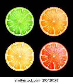 vector citrus slices 