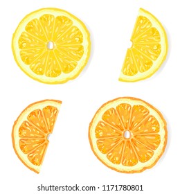 Vector citrus slices, top view. Realistic vector.