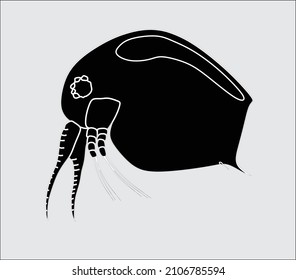 vector cladocera or waterflea with black ground and black copy space 