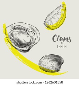 Vector clams illustration sketch by hand-drawn style.