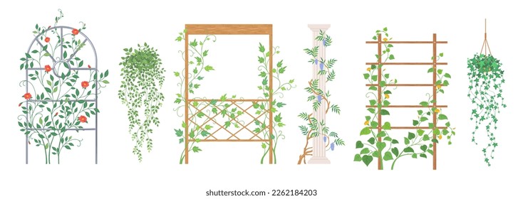 Plantas de escalada de vectores marco y soporte de barrendero. La liana verde y la hiedra están aisladas en un fondo blanco. Ilustración de la jungla de la casa y el jardín